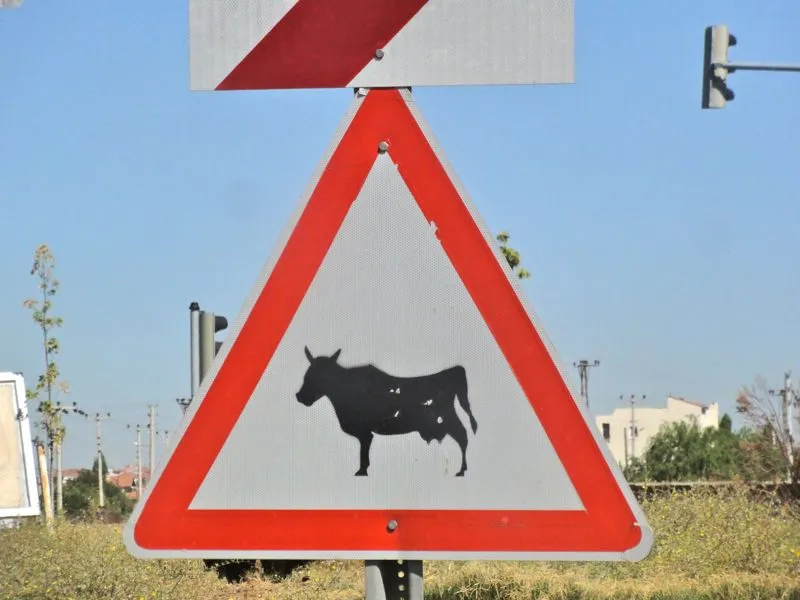 
Die Kühe sind in der Türkei nicht nur auf den Strassenschildern magerer als
in der Schweiz
