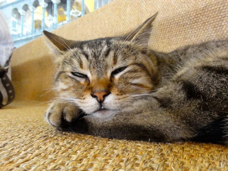 
Diese Katze lebt in der Hagia Sofia. Seit Barack Obama sie vor einiger Zeit
bei einem Besuch in Istanbul gestreichelt hat, heisst sie 'Obama Cat' und
ist eine Attraktion für sich
